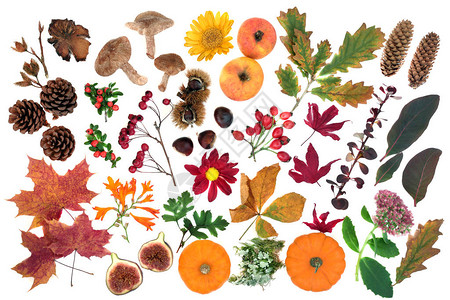 秋季自然研究图片