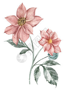 桃花大丽花的植物插图水彩复古卡图片