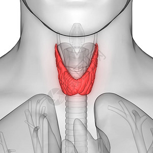 人体身Glands甲状腺甘地解剖学3图片