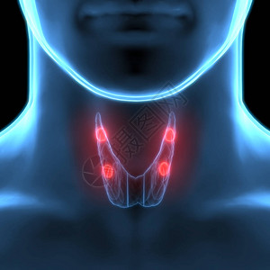 人体身Glands甲状腺甘地解剖学3图片