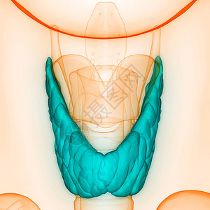 人体身Glands甲状腺甘地解剖学3图片