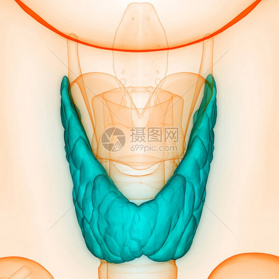 人体身Glands甲状腺甘地解剖学3图片