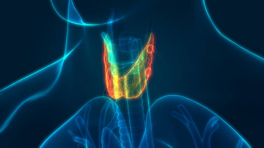 人体身Glands甲状腺甘地解剖学3图片
