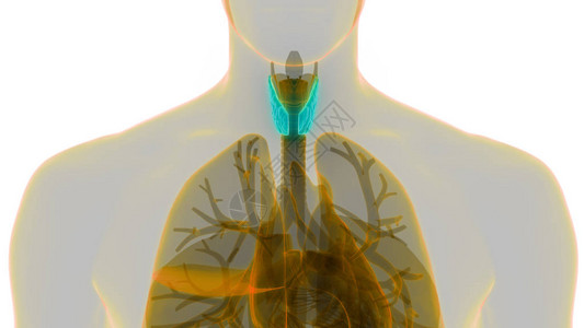 人体身Glands甲状腺甘地解剖学3图片