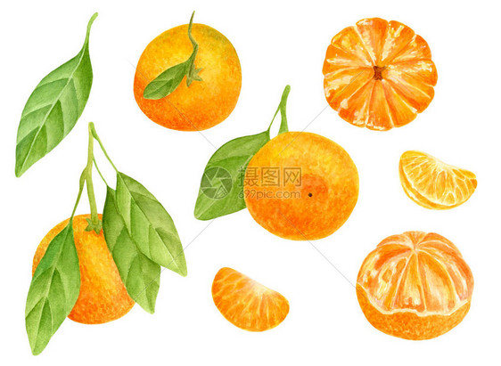 水彩橘子套装图片