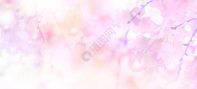 紫色银杏叶的抽象花卉背景与柔和的色彩搭配背景图片