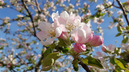 蓝天背景的树枝上盛开着盛开的樱花明亮的粉红色樱花与黄色雄蕊特写樱花盛图片