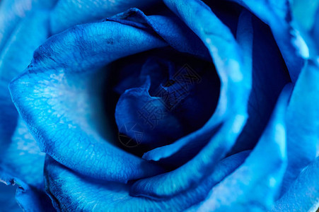 抽象的蓝色背景美丽花朵的宏图片