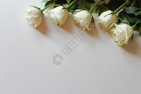 空白表面上的一束白玫瑰图片