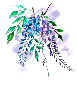 装饰水彩花紫藤花卉组合物背景图片