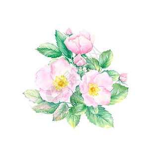 玫瑰果花束的水彩画在白色背景下被隔离手绘插图粉红色的野蔷薇花与绿叶用于婚礼设计的图片