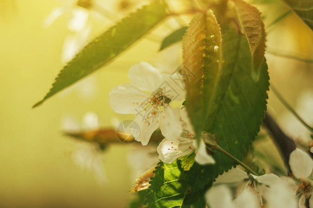 开花的白樱桃抽象春天季节背景春暖花开的季节设计模图片