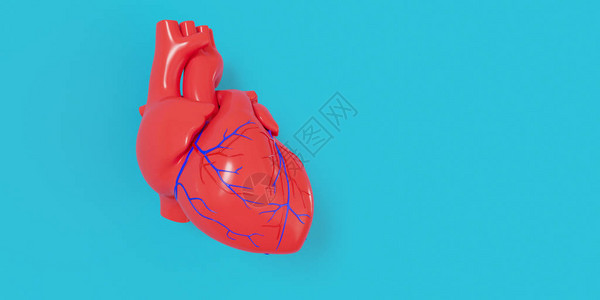 一个现实的三维模型人类心脏的影子被隔绝图片
