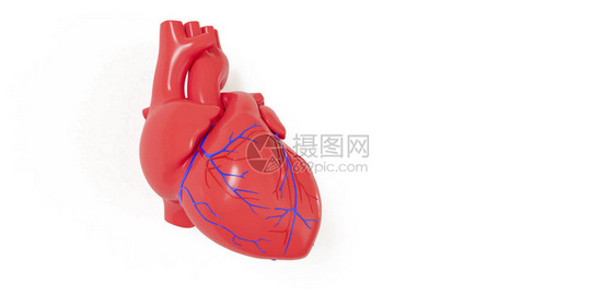 现实的三维模型人类心脏的影子与图片