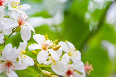 美丽的白桐花在春天绽放图片
