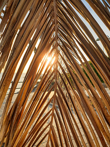 黄昏日落阳光透过干燥的棕榈树叶的特写抽象照片插画
