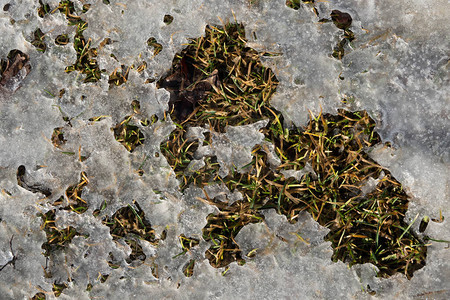从冻草的抽象自然背景图片