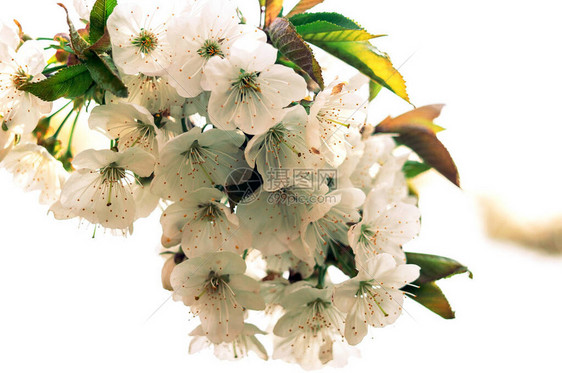 开花的白樱桃抽象春天季节背景春暖花开的季节设计模图片