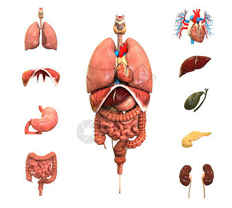 人体身完整的内部器官组织背景图片