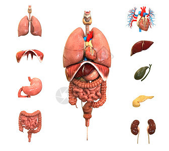 人体身完整的内部器官组织图片