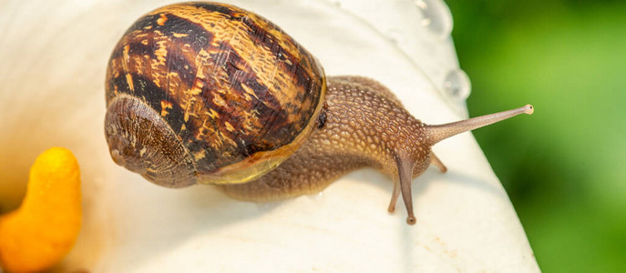 snail在白色图片