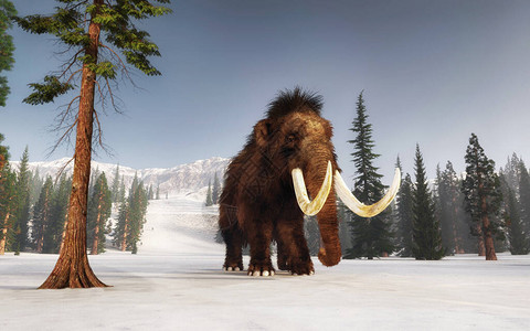 Mammoth在雪覆盖的山丘上行走图片