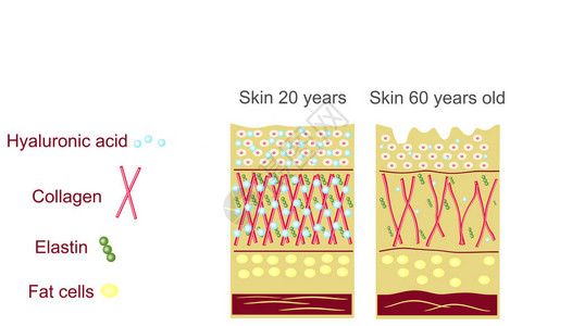 皮肤的解剖结构弹蛋白透明质酸胶原蛋白皮肤老图片