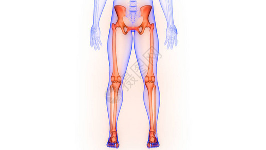 人体骨骼系统解剖3D转化图片