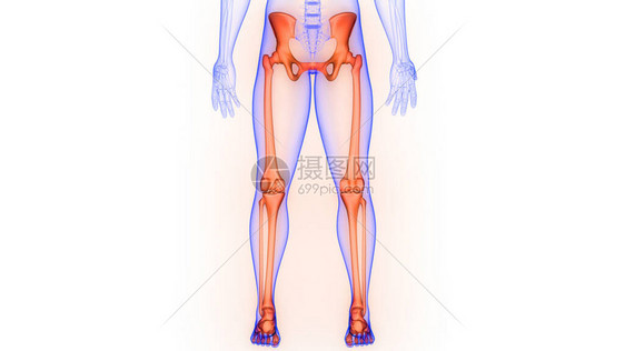 人体骨骼系统解剖3D转化图片