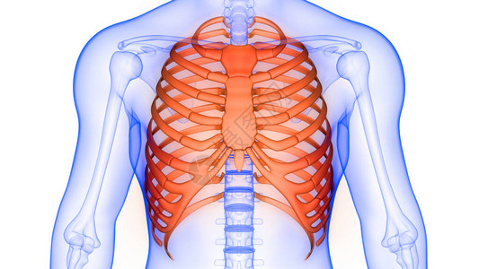 人体骨骼系统解剖3d渲染的肋骨笼图片