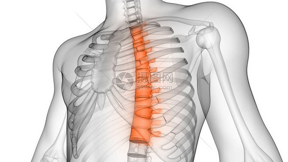 人类骨质素解剖X射线X光3D转图片