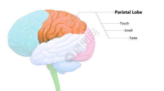 人类神经系统脑叶中央图片