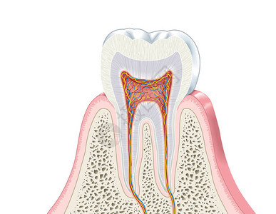 显示牙齿解剖结构的插图图片