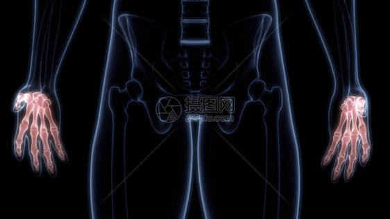 人体骨骼系统解剖3D转化的图片