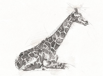 绘画艺术绘画插图的长颈鹿图片