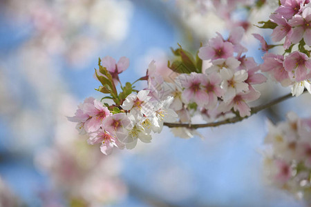 抽象自然中一棵树上的粉红色和白色花朵瓣图片