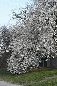 春天的芽开花了美丽的花卉春天自然抽象背景盛开的樱桃树枝图片