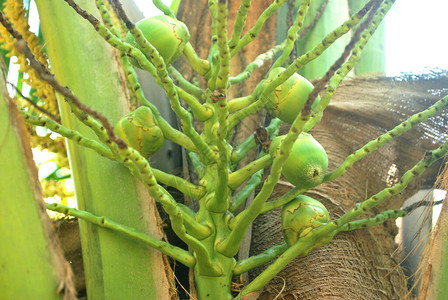 椰子种植园花蜜种植在热带地区图片