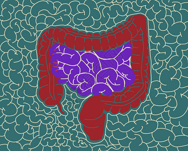 肠道解剖学肠道的插图插图图片