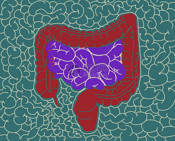 肠道解剖学肠道的插图插图图片