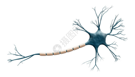 在具有复制空间的白色背景上隔离的通用蓝色神经元细胞模型科学神经科学生物学微生物学神经学3图片