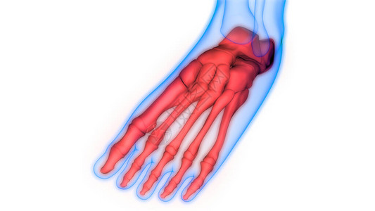 人体骨骼系统足骨关节解剖学3D图片