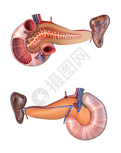 胰剖面和背面视图白背景上的3D插图在白色背景中设计图片