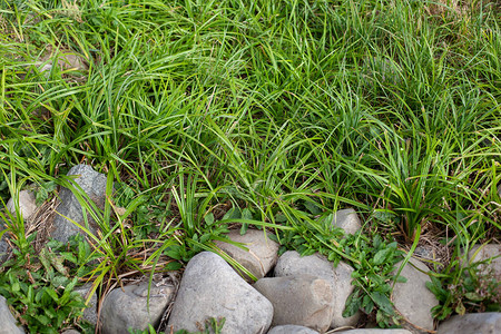 该地区覆盖着草和灰色的石头草和岩石的对比在生动的绿草领域的花岗岩石头与鹅卵石和草的抽象背景绿色草坪上图片
