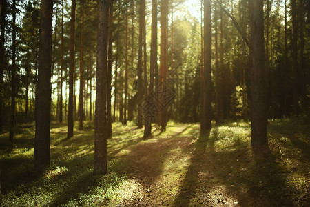 隐形森林中的阳光抽象的地貌景观夏日森林美图片