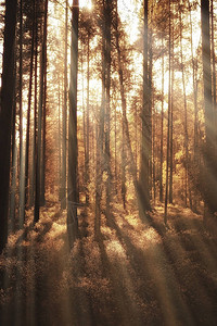 秋天的针叶林景观秋天黄林的抽象景观图片