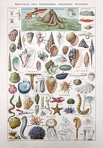 MillotDemoulin于1889年在法国词典Dictionnairecompletillustre中关于海洋生物图片