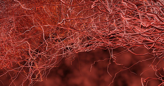 许多小毛细血管从大血管中分支出来图片素材