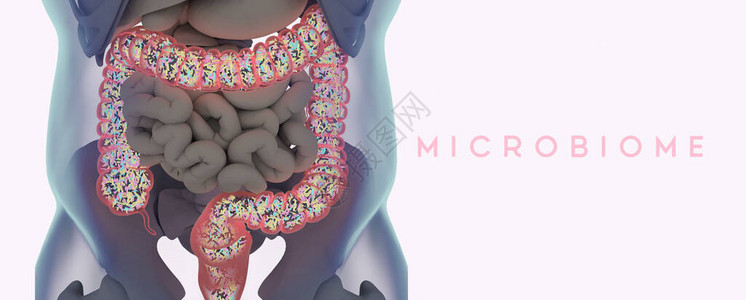 人类微生物充满细菌的大型肠胃标题图片
