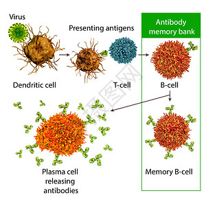 防免疫机制三维图图片